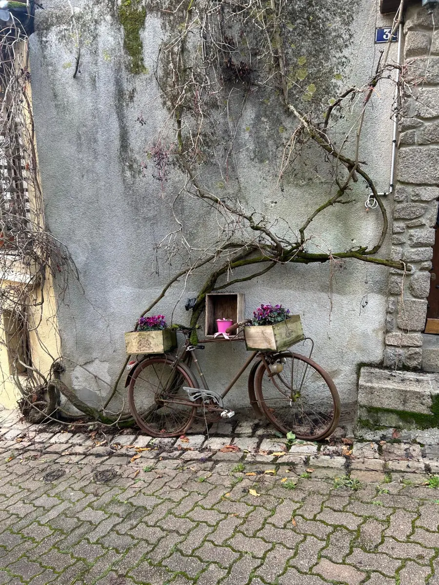 An old bicycle with flower boxes leaning on a weathered wall, with bare vine branches spreading across it